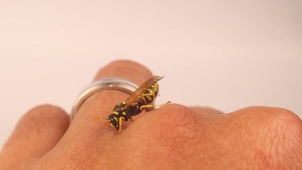 Europese Papierwesp Polistes Dominula Exotische Dierenarts Bewijst Dat Wespen Niet — Stockvideo