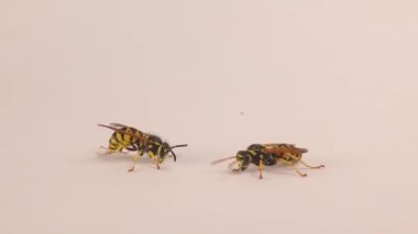Beyaz arka planda izole edilmiş iki tip eşek arısı. Avrupa kağıt eşekarısı (Polistes dominula) ve Alman sarı ceketi (Vespula vulgaris). Böcekler, böcekler. Böcekler, böcekler. Hayvanlar, hayvanlar. Sarı eşek arısı