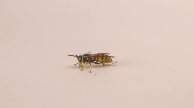Beyaz arka planda izole edilmiş Alman sarı ceketi (Vespula vulgaris). Ayrıca sarı eşek arısı, Avrupa eşekarısı. Eşek arısı bir damla tatlı su içer ve kendini temizler. Sosyal böcekler, böcekler, böcekler