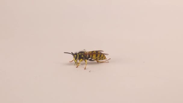 德国黄夹克 Vespula Vulgaris 白色背景 也叫黄蜂网 欧洲黄蜂 黄蜂喝了一滴甜水后就会自我清洁 社交昆虫 — 图库视频影像