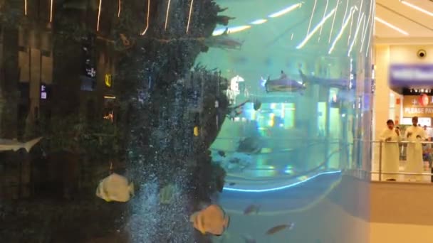 Джидда Кса Ноября 2023 Года Огромный Аквариум Кораллового Рифа Зале — стоковое видео