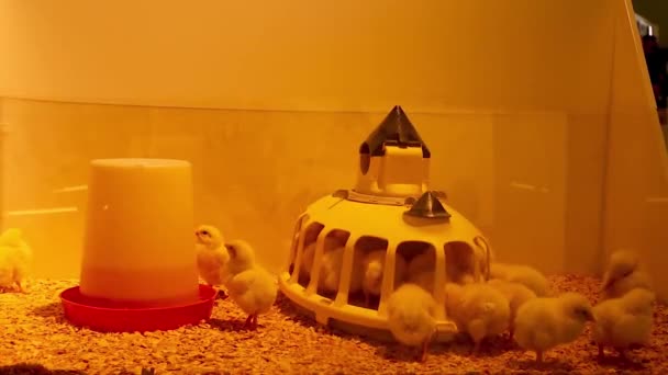 Djurmisshandel Kycklingar Placerades Glastank Jordbruksutställning Ljus Var Henne Hela Tiden — Stockvideo