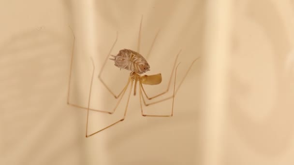 赛勒蜘蛛吃它的猎物 药丸虫 蜘蛛在荒无人烟的地方孤独地移动 蜘蛛网上的蜘蛛网 野生动物昆虫 野生自然 掠食者和猎物 — 图库视频影像