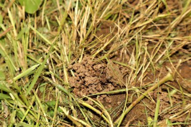 Solucan tarafından yaratılmış toprak yığını. Solucan yuvası. Solucan delikleri dışkıdan yapılmıştır. Solucan gübresi veya solucan dışkısı yaşayan mikroorganizmalar açısından zengin bir topraktır..