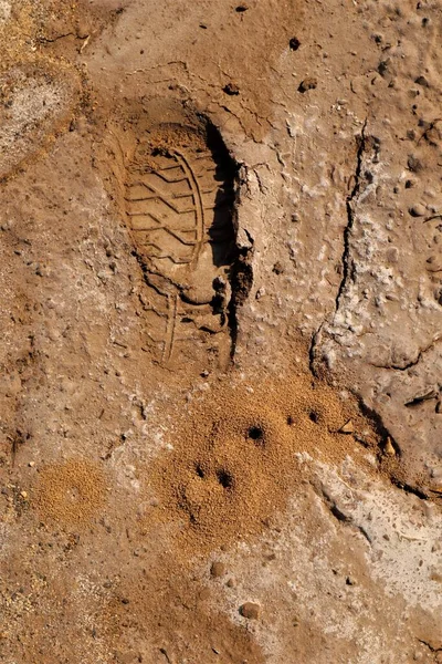 The size of Anthills compared to a man\'s footprints in the park\'s sandy soil, Top view. Ants nest, Anthill. ant colony. Details of the wild life of ants. insects, insect. bugs, bug. Wildlife, Nature