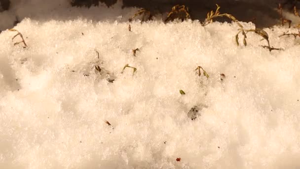 在野生森林的草地上融化着冰雪 — 图库视频影像