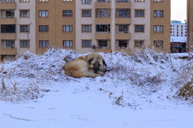 Evsiz köpek karda uyuyor. Kışın şehirde başıboş bir köpek. Hayvanlar soğuk havaya karşı. Evcil hayvanlar, hayvanlar, hayvanlar. Aşk köpekleri. Vahşi yaşam, vahşi doğa.
