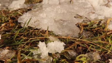 Avrupa Su Örümceği kış uykusundan baharın başlangıcıyla ve karın erimesiyle çıkar. Ayrıca 