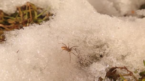 European Water Spider Emerges Its Hibernation Beginning Spring Melting Snow — Stock Video