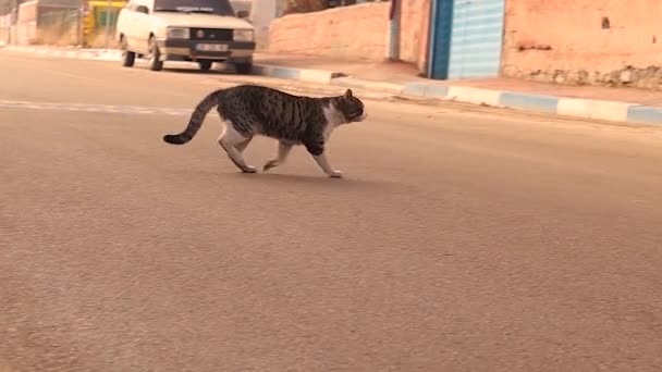 Μια Αδέσποτη Γάτα Ένα Τραυματισμένο Δεξί Πίσω Πόδι Διασχίζει Δρόμο — Αρχείο Βίντεο