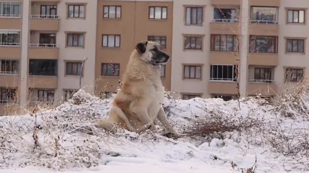 Zbłąkany Pies Ranną Prawą Przednią Nogą Szukający Miejsca Odpoczynku Śniegu — Wideo stockowe