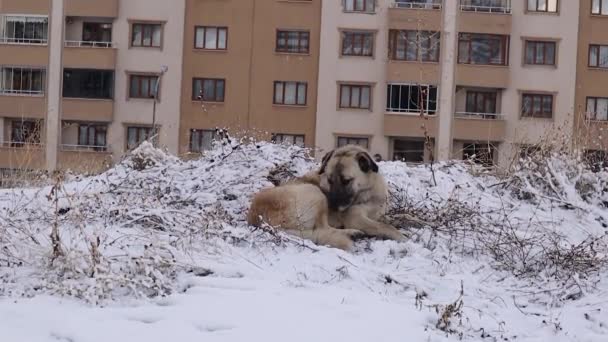 Бродячий Собака Подряпається Чиститься Снігу Безпритульний Собака Місті Взимку Тварини — стокове відео
