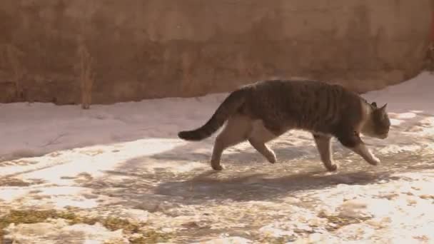 Αδέσποτη Γάτα Ένα Τραυματισμένο Δεξί Πίσω Πόδι Ψάχνει Για Φαγητό — Αρχείο Βίντεο