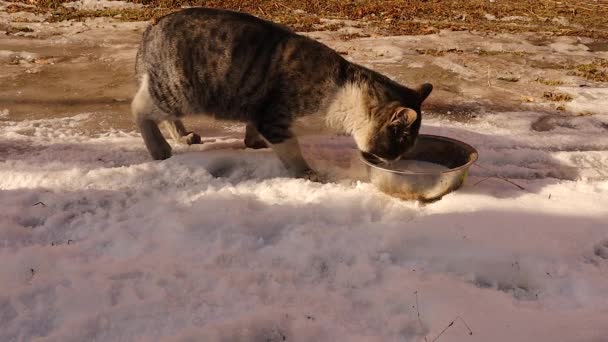Φιλανθρωπικό Άτομο Προσφέρει Γάλα Μια Πεινασμένη Γάτα Αδέσποτη Γάτα Ένα — Αρχείο Βίντεο