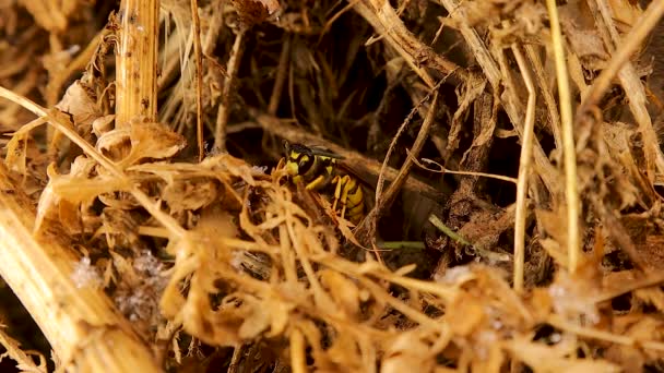 Queen Wasp Yellowjacket Hibernating Falling Snowflakes Went Out Edge Her — Stock Video