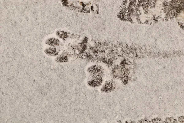 Footprint dog on the snow. The front foot of the canine. Animals footprints on the earth. animal track, Tracks. kitten foot prints on snow. dogs walk, winter at night