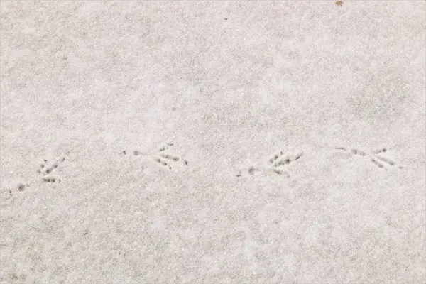Birds footprints on the snow. crows and  pigeons.Animals foot prints in the winter. Local animal track, Tracks. Footprint bird on the earth Surface. Foot print on ice, freezing, froze