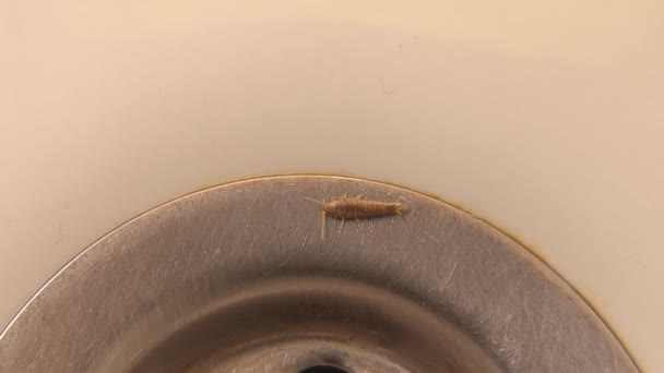 Silverfish Insect Bathroom Sink Problem Insects Cockroach Drain Hole Washbasin — Stock Video