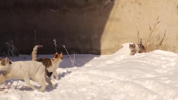 Μητέρα Γάτα Γατάκια Της Μπαίνει Στον Κήπο Ψάχνοντας Για Φαγητό — Αρχείο Βίντεο