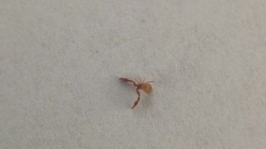 Pseudoscorpion sırtını dönerek beyaz bir arkaplanda konumunu ayarlar. Sahte akrep izole edildi. Ayrıca sahte akrep ya da kitap akrebi, eklembacaklı, Pseudoscorpiones, Pseudoscorpionida olarak da bilinir.
