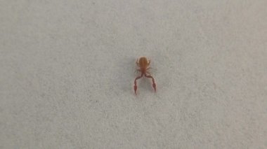 Psödoscorpion beyaz arka planda yürüyor. Sahte akrep izole edildi. Ayrıca sahte akrep ya da kitap akrep olarak da bilinir, Pseudoscorpionida, Pseudoscorpionida familyasına ait bir örümcekgiller familyasıdır.