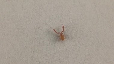 Psödoscorpion beyaz arka planda yürüyor. Sahte akrep izole edildi. Ayrıca sahte akrep ya da kitap akrep olarak da bilinir, Pseudoscorpionida, Pseudoscorpionida familyasına ait bir örümcekgiller familyasıdır.