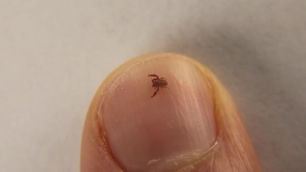 Pseudoscorpion False Scorpion Size Comparison Fingernail Biologist Exotic Vet Holding — Stock Video