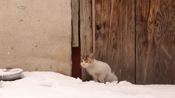 Αδέσποτη Γάτα Κατά Διάρκεια Χιονιού Πεινασμένες Γάτες Χειμώνα 50C Άστεγη — Αρχείο Βίντεο