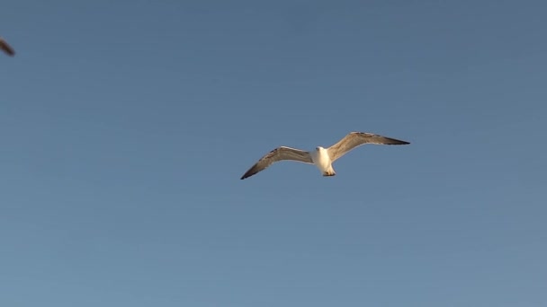 Gaviota Común Pájaro Volando Cielo Azul Sonidos Maullido Marino Larus — Vídeo de stock