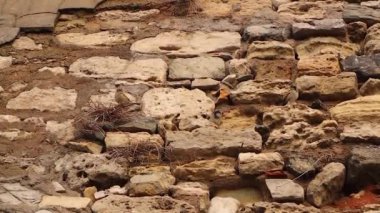 Serçe, İstanbul Kalesi 'nin antik duvarında serçelerin inanılmaz kamuflajı. Şehir yaban hayatı. Kuşlar, Kuş. Hayvanlar, hayvanlar..