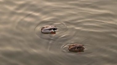 Nehirde dinlenen ve yiyecek arayan bir çift göçmen ördek. Kuş göçü, şehirdeki hayvanlar. Şehir yaban hayatı. Kuşlar, hayvanlar..
