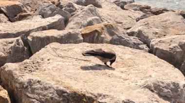 Kapüşonlu karga kumsaldan bisküvi çubukları alıyor. Parktaki gri karga, Kara Kargalar. Şehirdeki kuşlar. Şehir Vahşi Hayatı. Akıllı kuş. Akıllı hayvanlar, hayvanlar.