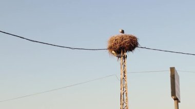 Elektrik direğinin tepesindeki beyaz leylek yuvası. Şehir Vahşi Hayatı. Göçmen kuşlar, kuş. Hayvanlar, hayvanlar.
