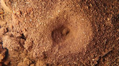 Karınca aslan larvası bir tuzak çukuru kazar ve bir karınca yakalar. Karınca kumun altında kaybolur. Kamuflajlı böcek. Böcekler, böcekler, böcekler. Hayvanlar, hayvanlar. Vahşi yaşam, doğa.