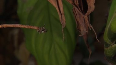 Zıplayan örümcek avını bulmak için bitkiler arasında hareket eder. Doğadaki örümcekler, ağaçlar. Böcek, böcek, böcek. Yırtıcı, mikro canavarlar. Vahşi hayvanlar, hayvanlar. Böcekler Vahşi Yaşam