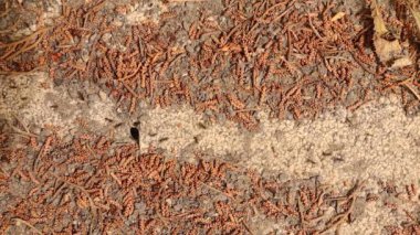 Karıncaların çizgisi ve çizginin ortasında karıncanın yuvasının açılışı var. Karıncaların hareket etmelerini kolaylaştırmak için yürüdükleri çalışma hattını temizledikleri kaydedilir..