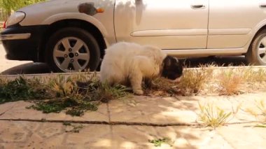 Otları yemeye çalışan başıboş bir kedi, kuru bir arpa yemiş gibi görünüyor, bu da ağzında rahatsızlık yaratıyor. Şehir yaban hayatı. Evcil hayvanlar, tatlım. Hayvanlar, hayvanlar..