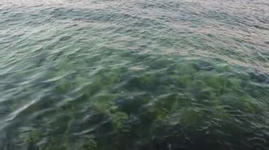 Türkiye 'nin İstanbul kentindeki Boğaz Boğazı' nda bir grup denizanası yüzüyor. Deniz Hayvanları.