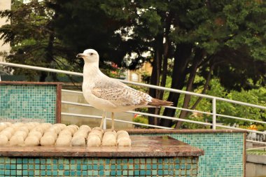 Halka açık bir parkta gölün kenarında duran genç bir martı. Juvenile Lesser siyah martı, martılar. vahşi kuşlar