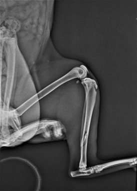 Yedinci kattan düştükten sonra bir kedinin kırık bacağının röntgeni. Röntgen Veteriner Tıbbı. Evcil hayvanlar veterineri. 