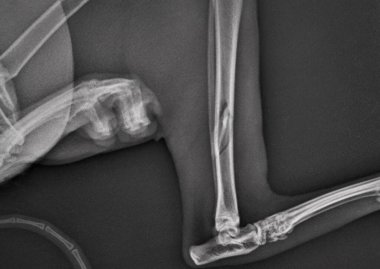 Yedinci kattan düştükten sonra bir kedinin kırık bacağının röntgeni. Röntgen Veteriner Tıbbı. Evcil hayvanlar veterineri. 