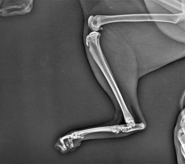 Kedinin bacağını iyi durumda gösteren bir kedinin röntgeni. Röntgen Veteriner Tıbbı. Evcil hayvanlar veterineri . 