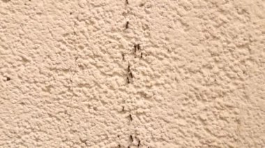 Karınca çizgisi. Duvarda sürünen bir grup karınca. Karınca sürüsü. Sosyal böcekler, böcekler. Böcek, böcek. Hayvanlar, hayvanlar.