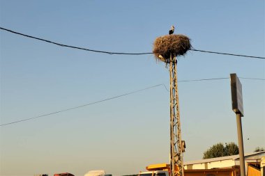 Elektrik direğinin tepesindeki beyaz leylek yuvası. Şehir Vahşi Hayatı. Göçmen kuşlar, kuş. Hayvanlar, hayvanlar.