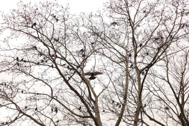Sıradan güvercinler sonbaharda halka açık bir parkın yakınındaki çıplak bir ağaçta toplanır. İnsanlar tarafından kendilerine getirilen yiyecekleri beklerler..
