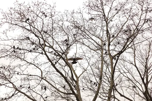 Sıradan güvercinler sonbaharda halka açık bir parkın yakınındaki çıplak bir ağaçta toplanır. İnsanlar tarafından kendilerine getirilen yiyecekleri beklerler..
