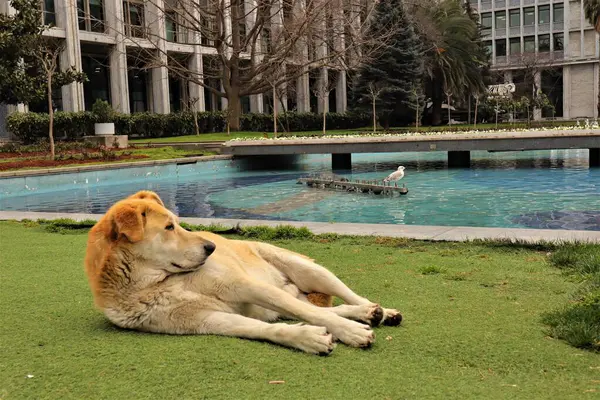 Başıboş köpek İstanbul, Türkiye 'de bir hükümet binasının yakınında dinleniyor. Köpeğin sağlığı iyi görünüyor. Türkiye 'de insanlar genellikle başıboş hayvanlara bakar ve onları beslerler..