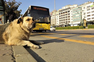 İstanbul, Türkiye. 05.05.2024. Başıboş köpek İstanbul 'da bir otobüs durağının önünde rahatsız edilmeden yatıyor gibi görünüyor. Türkiye 'de sokak köpekleri insanlar tarafından besleniyor. Mutlu özgür köpek