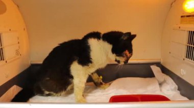 Erkek sokak kedisi başka bir kediyle kavga ettikten sonra gözünden ciddi şekilde yaralanmış. Kedi veterinerin ofisine götürüldü, orada yaralı gözü çıkarmak için ameliyat yapıldı. Kedi genel anestezi altında.