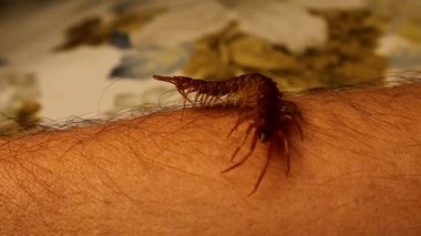 Dev kırkayak bir insana (Egzotik Veteriner) zarar vermeden sürünür. Bu böcekler kendilerini tehdit eden bir şey hissetmedikçe ısırmazlar. Kırkayaklar yırtıcı eklembacaklılardır, Chilopoda.